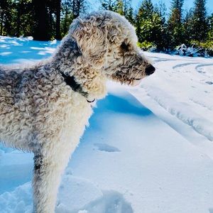 Meet your Posher, Sadina